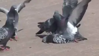 ШОК! ТОЛЬКО ДЛЯ ВЗРОСЛЫХ!