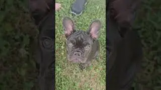 Frenchys are so funny man. He didnt know what to think about the noise I was making. #frenchie