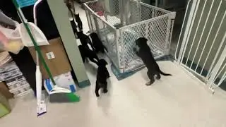 Abby is OVER her puppies!