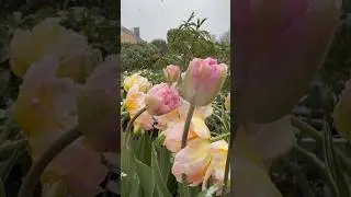 Холодный май. Тюльпаны #сад#дача #цветы