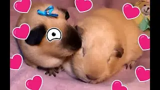 guinea pig wedding