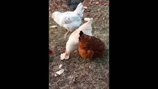 Chickens & Roos LOSE their Table Manners over BREAD! #VintageFarm