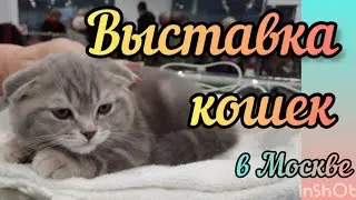 Выставка кошек и котят в Москве Где купить кошку 