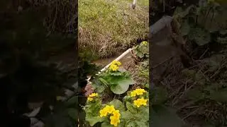 Майские лекарственные травы Сибири. Подробности в комментарии