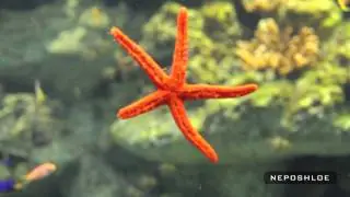 Как шевелится морская звезда?