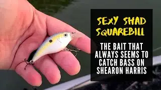 The Sexy Shad Crankbait - Hard for the Bass to resist on Shearon Harris Reservoir