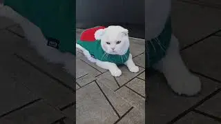 Новогодний кот🥰 Этому городу нужен супер герой😼 Он спасёт ваше новогоднее настроение😁 