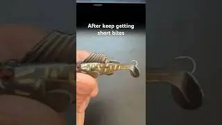 Keep on getting short bites / Modifying Dark Sleeper/ Megabass swimbait
