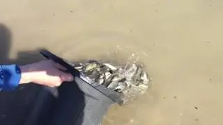Зарыбления платника в алматы
