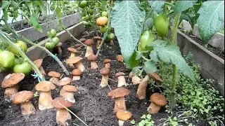 Как я насажал из леса белых грибов на своем участке