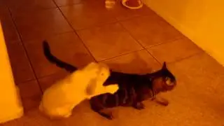 Bunny Humps Kitty
