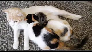 Любящая мама кошка кормит подросших котят. Смотреть со звуком! Супер - МУРЛЫКАНЬЕ !