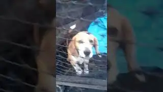 Маленький Бигль.