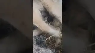 Не то СЫН , не то ДОЧЬ?!