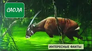 САОЛА/Копытные/Животные/Интересные факты