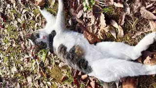 キジ白のひなたぼっこ