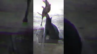 Приколы с животными танцующая собака 