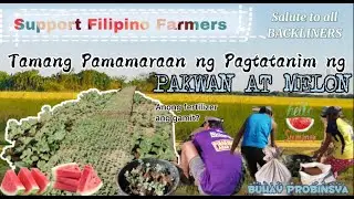 Tamang pamamaraan ng pagtatanim ng PAKWANatMELON(SalutetoAllBackliners)|(watermelonandmelonplanting)
