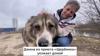 Джина из приюта «Щербинка» уехала домой! Проект Собака Юзао