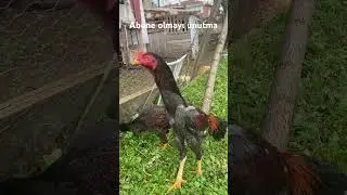 Küllü hint horozu terminatör yeni ötmeye başladı hint horozu ötüşü #shortvideo #subscribe #hinthoroz