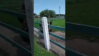 Страусиная ферма