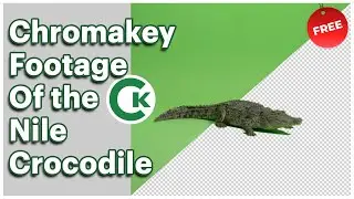 Nile Crocodile Green Screen Footage | Chromakey Animal Assets