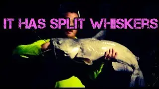 Chumming for Catfish - Episode 3