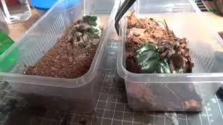 feeding a few of the gang