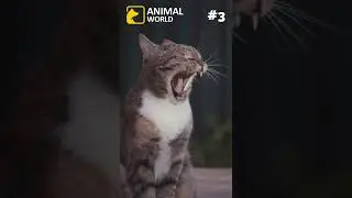3 secrets about cats 
