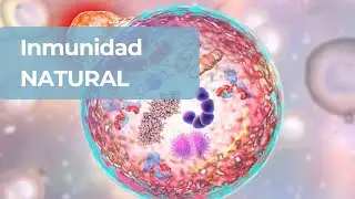 ¿Cómo nos protege el sistema inmunológico?