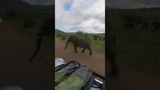 Elephant strolling by