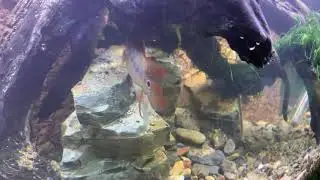 Beautiful Juvenile Festae cichlid (Red Terror)