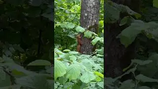 Белочка 🌰🐿️