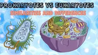 Similarities and Differences between prokaryotic and eukaryotic cells
