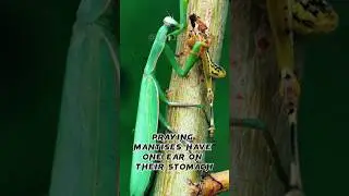 Meet The Praying Mantises: The Deadly Dancers of the Animal Kingdom 