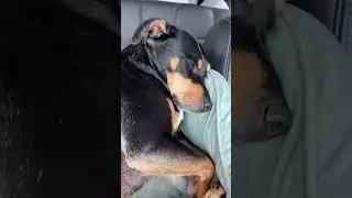 Our pro traveller pup loves drive days…. 