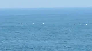 Mascatos