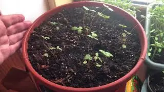Клубника на подоконнике, выращенная из семян . Часть 2 .