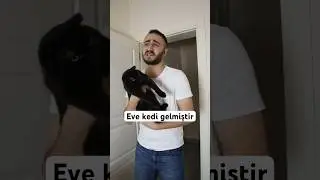 The cat came home