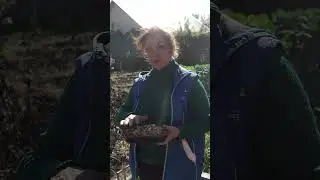 Чем УДОБРИТЬ СМОРОДИНУ