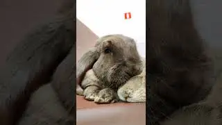 желаем такой работы, как у наших кролей 😂 