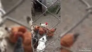 Поездка в деревню: Часть первая. Подселение нового петуха в курятник.