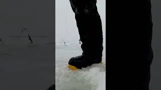 Корюшка на Финском заливе🥒🥒🥒 #fishing #smelt #fish #корюшка
