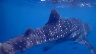 Китовая акула на Sail Rock