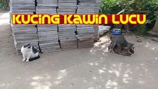 KUCING KAWIN LUCU