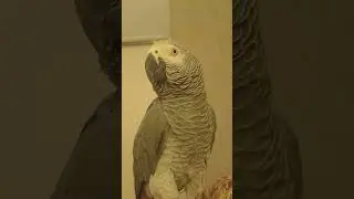 Попугай Гоша