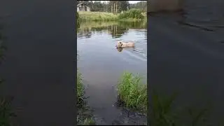сынок Ферганы и СМБай Фейерверка