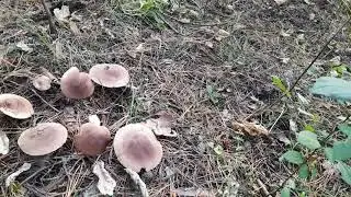 Неизвестные осенние грибы.