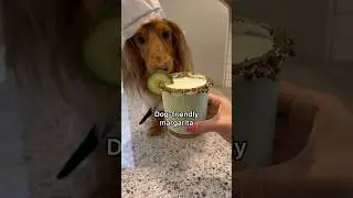 Dog-friendly and healthy margarita recipe for cinco de mayo!💃🏻 #dachshund #recipe #margarita #dog
