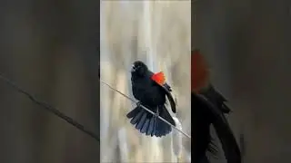 Secret Language of Red Winged Blackbirds